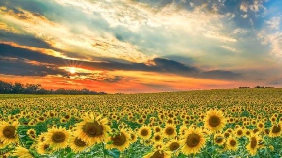 Європа призупиняє закупівлю українського соняшника до кінця червня фото, ілюстрація