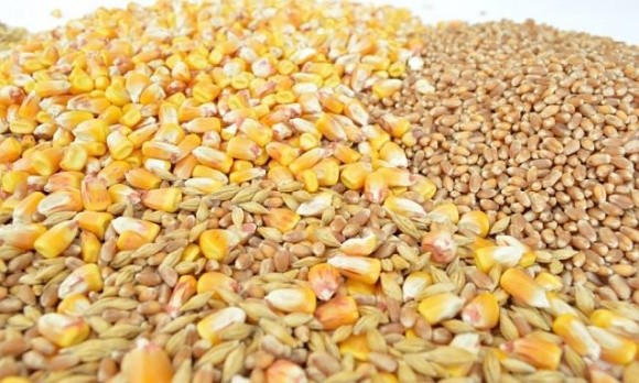 В Україні зменшуються залишки кукурудзи та пшениці фото, ілюстрація