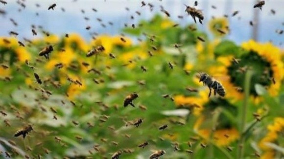 За останні 30 років у світі зникла майже чверть видів бджіл фото, ілюстрація