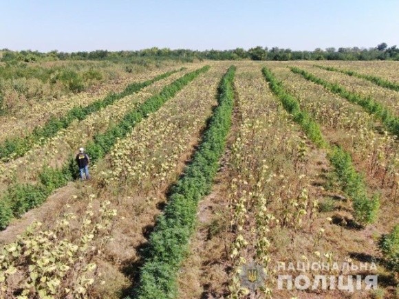 У Запорізькій області на полі соняшника виявили багатомільйонну плантацію конопель фото, ілюстрація