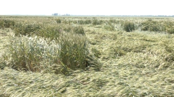 У Запорізькій області через погодні умови може суттєво знизитися врожайність зернових фото, ілюстрація