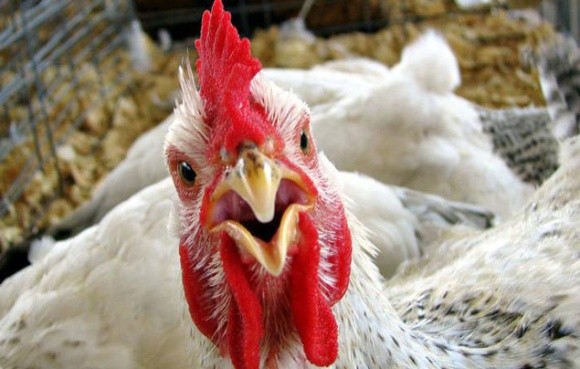 Білорусь заборонила ввезення м'яса птиці з Чернівецької області через грип фото, ілюстрація