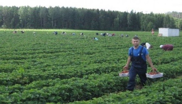 Уряд розглядатиме кожен запит щодо сезонних працівників із України окремо фото, ілюстрація
