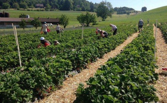 В Ukrlandfarming розповіли, як повернути заробітчан в Україну фото, ілюстрація