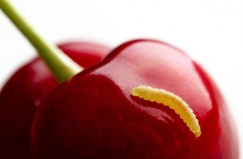 Обработанные пестицидами фрукты безопаснее, чем червивые фото, иллюстрация