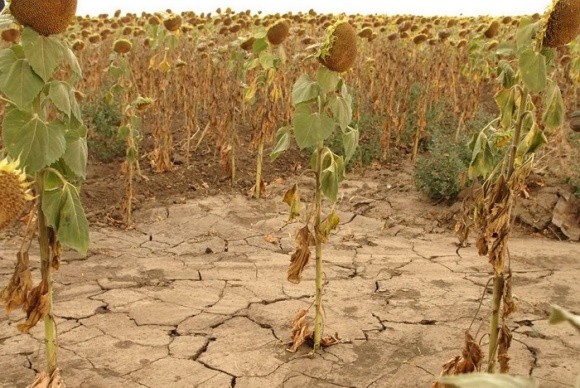 Інвестування в фермерів допоможе впоратися з посухою, - FAO фото, ілюстрація