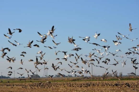 Від птахів на полях врятують репеленти нового покоління фото, ілюстрація