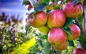 Німецька ферма безкоштовно роздала 30 тисяч кг яблук  фото, ілюстрація