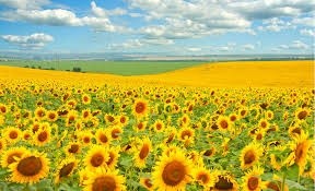 У Казахстані соняшник прийде на зміну пшениці фото, ілюстрація