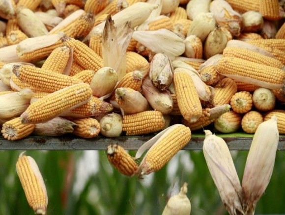 Україна намолотила перший мільйон тонн кукурудзи фото, ілюстрація