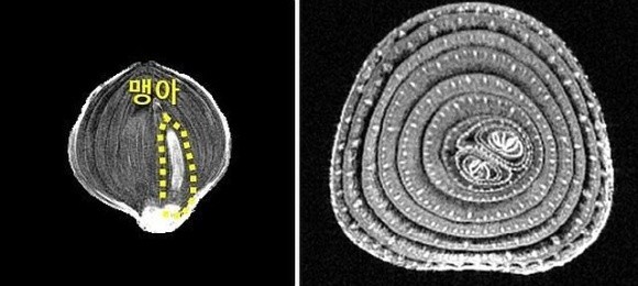 У Південній Кореї розробили технологію для зменшення псування цибулі фото, ілюстрація
