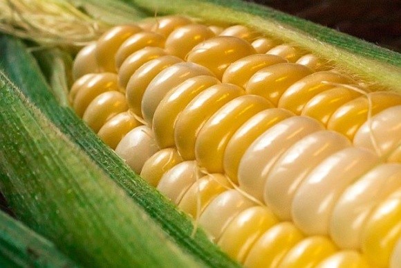USDA прогнозує збільшення експорту пшениці та кукурудзи з України фото, ілюстрація