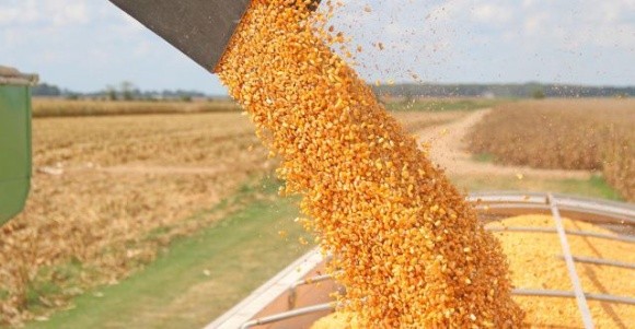 Масовий збір кукурудзи може призвести до логістичного колапсу, – аналітики фото, ілюстрація