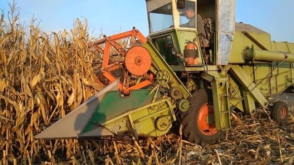 Через масовий збір кукурудзи закупівельні ціни знижуються фото, ілюстрація
