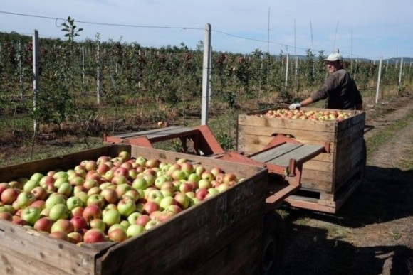 Заробітчани ставлять свої умови польським фермерам: яблука збирати нікому фото, ілюстрація