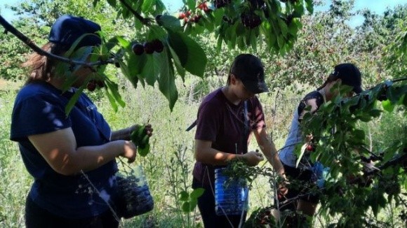 Жителі Кіровоградщини збирають ягоди для поранених військових фото, иллюстрация