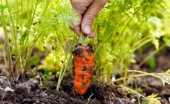 Виробники заклали моркву на зберігання і тепер продають її прямо з поля фото, ілюстрація