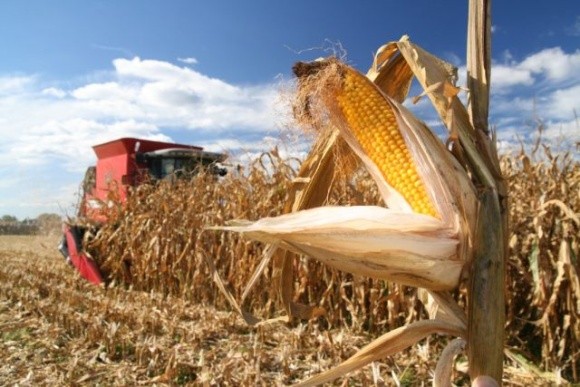 Кукурудзи на зерно зібрали лише на 20% площ фото, ілюстрація