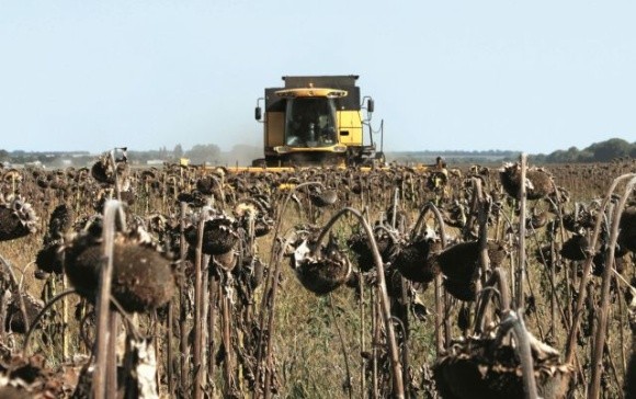 Врожайність соняшнику на півдні Одещини — 500 кг з гектара фото, ілюстрація