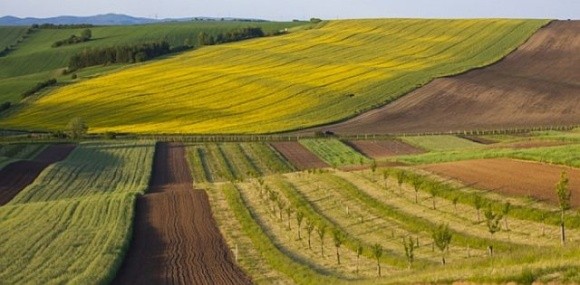 Земельним аукціонам три роки: скільки заробили організатори фото, ілюстрація