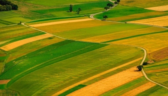 Дрібним фермерам бракує землі: економіст розкрив, кому належать угіддя України фото, ілюстрація
