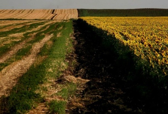 Эксперты назвали главные проблемы земельной реформы в Украине фото, иллюстрация