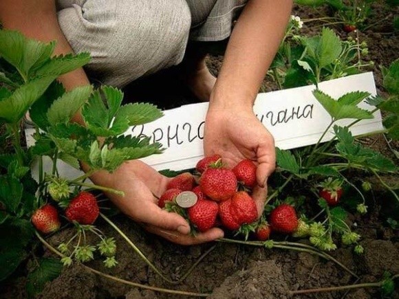 Європейські інвестори готові співфінансувати закладку плантацій суниці під заморозку в Україні фото, ілюстрація