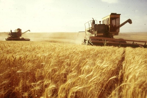 Експерти сумніваються в здатності України збирати до 150 млн т зернових фото, ілюстрація