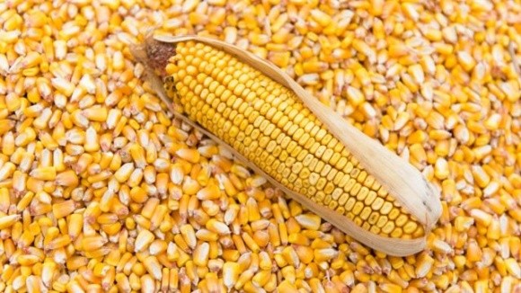 Обмеження експорту кукурудзи з України у 24 млн т не вплине на внутрішні та світові ціни фото, ілюстрація