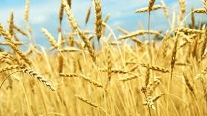 Українські аграрії отримали доступ до новітнього захисту зернових колосових культур фото, ілюстрація