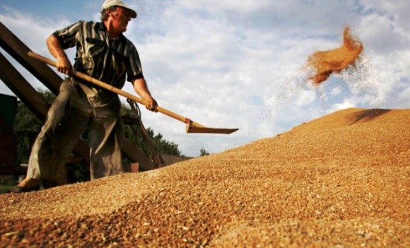 Мировые запасы зерновых близки к рекордным, - FАО фото, иллюстрация