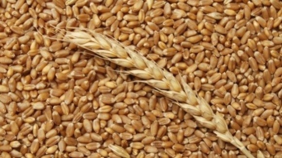 Основним драйвером зростання цін у портах України є пшениця фото, ілюстрація