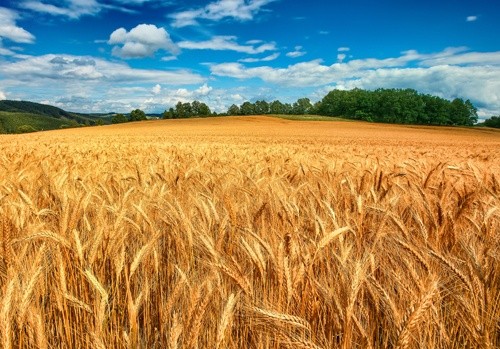 Врожай зернових в Україні може вирости до 70.8 мільйонів тон, - Мінагрополітики фото, ілюстрація