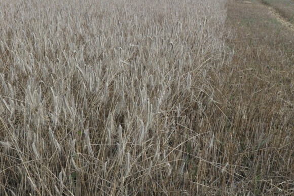 В Кіровоградській області зібрали рекордний урожай ранніх зернових фото, ілюстрація