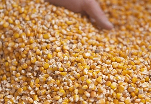 Після півторамісячного зниження, ціна на кукурудзу в портах України почала зростати фото, ілюстрація