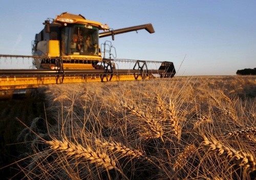 Сьогодні немає жодних підстав вважати, що врожай ранніх зернових-2019 буде нижчим за минулорічний, - Володимир Топчій фото, ілюстрація