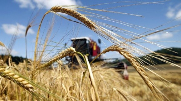 Урожаю зернових зберуть більше від очікуваного - аналітик фото, ілюстрація