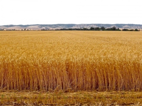 В окупованому Криму не хочуть вивозити зерно на материк фото, ілюстрація
