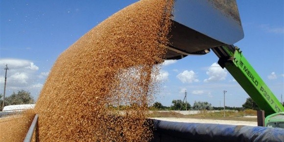Мінагрополітики проведе переговори з В'єтнамом щодо відновлення експорту української пшениці фото, ілюстрація