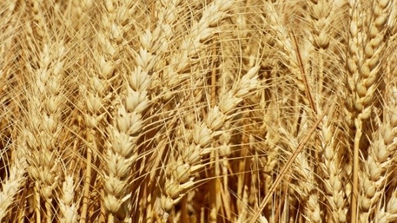 Світове виробництво зерна зросте до рекордного рівня — прогноз ФАО  фото, ілюстрація