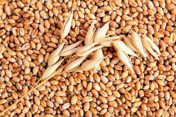 Світове виробництво пшениці в сезоні-2021/22 МР оновить рекорд, — FAO фото, ілюстрація