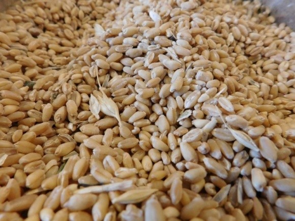 Світові ціни на пшеницю досягли мінімуму, а в Україні її запас скорочується фото, ілюстрація