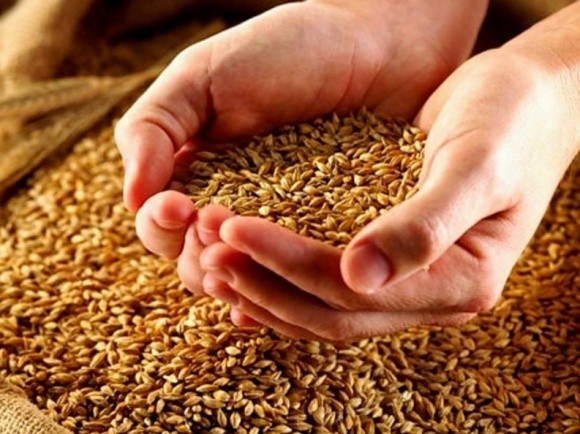 Чорноморський регіон зібрав на 18% більше зерна, ніж у 2015 році фото, ілюстрація