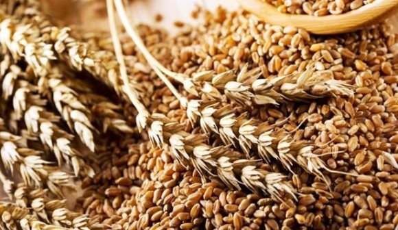 На кінець року Україна в експортному напрямку поставила понад 18,5 млн тонн пшениці фото, ілюстрація