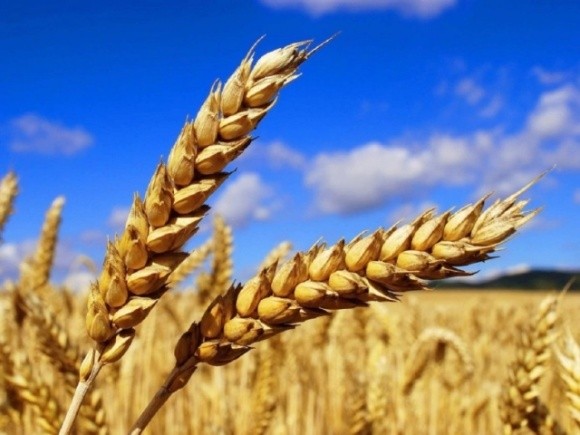 Українська пшениця дорожчає на тлі планів Росії ввести квоти фото, ілюстрація