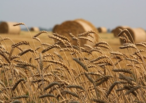 В Україні на 1 липня врожай зернових та зернобобових перевищив 5 млн. тон, - Держстат фото, ілюстрація