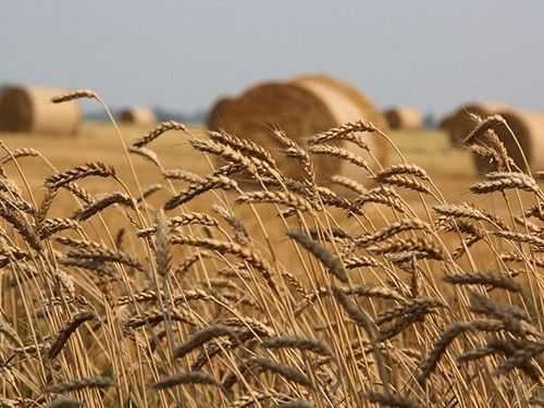Аграріями Сумської області обмолочено 30% площ ранніх зернових фото, ілюстрація