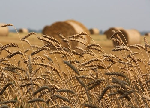 Аграрії Донецької області завершили збирання врожаю ранніх зернових фото, ілюстрація