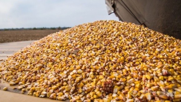 У 2021/22 МР країни Близького Сходу втричі збільшили імпорт української кукурудзи фото, ілюстрація