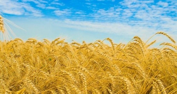 Болгарія не підтримує продовження заборони імпорту українського зерна фото, ілюстрація